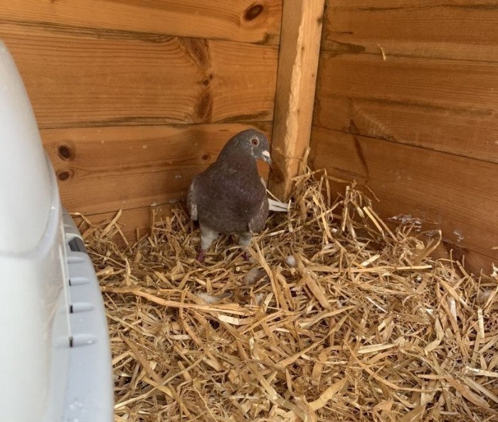 Parrot Boarding Service Scarborough! North Yorkshire Parrot Rescue!